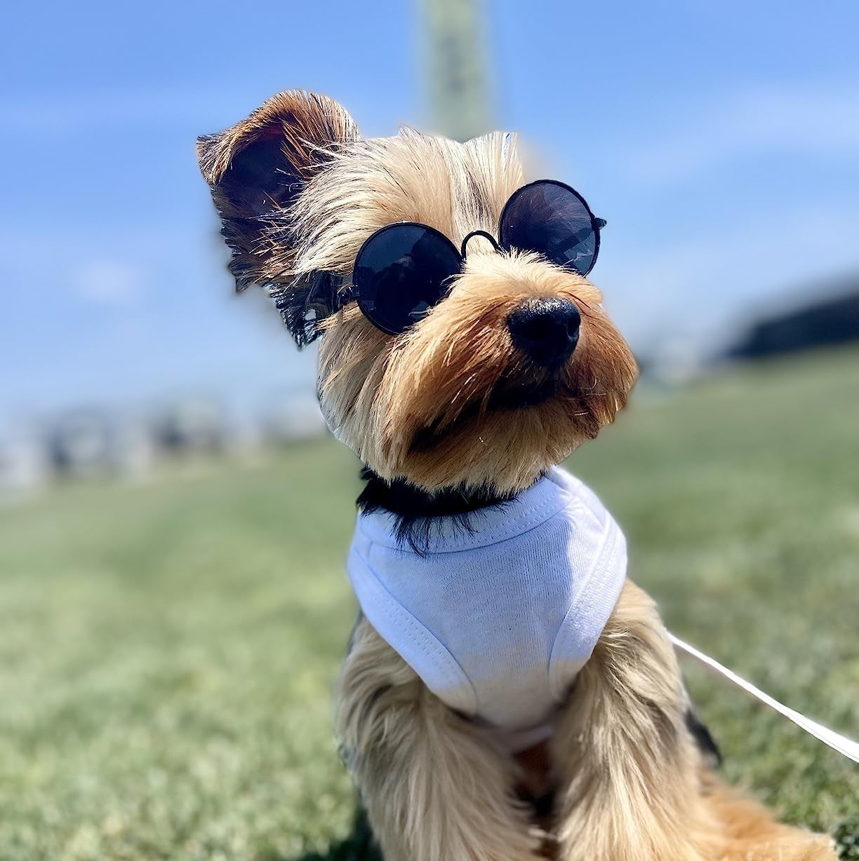 Dog Sunglasses Retro Pet